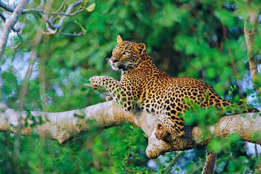 Ayurveda Resort Sri Lanka & Ayurveda Hotels | Nature Lanka Health Resort
